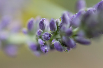 sweet sweet lavender