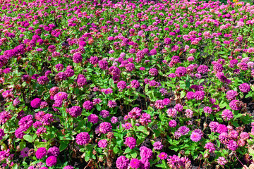 Obraz premium Beauty pink magenta flower bush tree blooming in the garden.