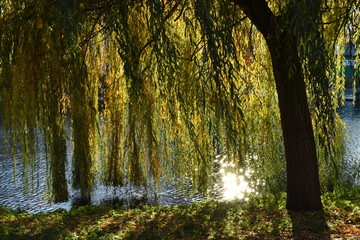 stralen van de herfstzon door de bladeren van een treurwilg aan de rivier de Oude IJssel