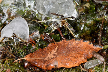 凍った枯れ葉