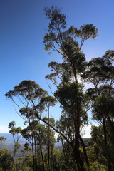 Fototapeta premium Eukalyptus Bäume in den Blue Mountains Australien