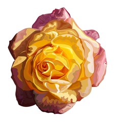 Yellow rose single flower ,vector illustration -vector