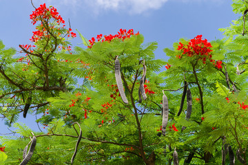 A Flamboyant tree or delonix regia with bright red flowers and large seed pods, Kenya, East Africa