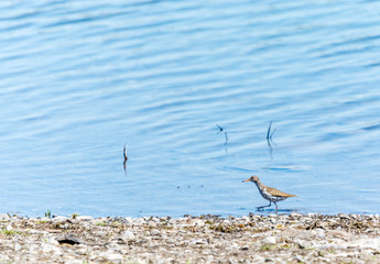 Spotted Sandpiper in Lake Fauvel Fresh Water, Blainville, Quebec, Canada