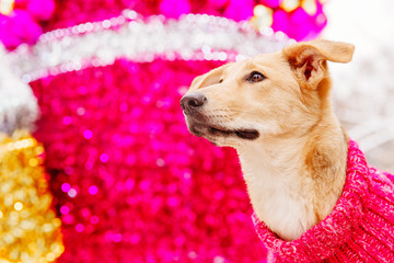 Light brown dog sitting on pink decorative background