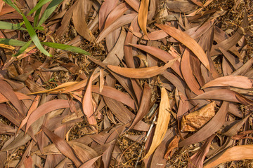 gray brown dry leaves lie on yellow grass and some green twigs. natural surface texture
