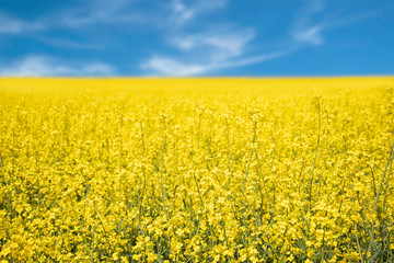 Fototapeta premium Beautiful yellow flowers rasp field with blurred sky background. Spring nice weather warm walking outdoor.- Image