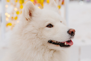 White pedigree dog sitting on the snow in a forest. Funny animals