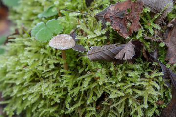 Un champignon émerge d'une mer de mousse