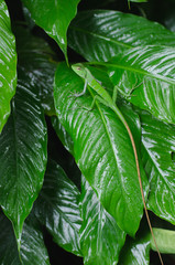 Beautiful green Lizard on tropical green leaf