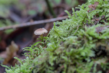 Mousse et champignon