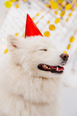 Funny white dog with closed eyes in red cap sitting on the snow in the forest