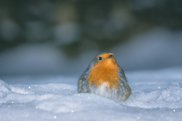rouge-gorge dans la neige