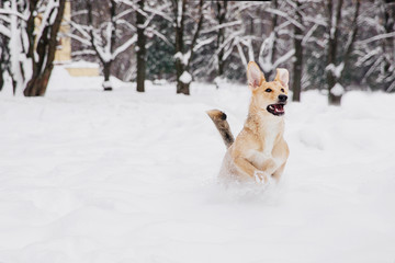 Fototapeta na wymiar Light brown dog running on the snow in a forest. Playful dog