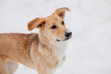 Playful light brown dog on the snow in a forest