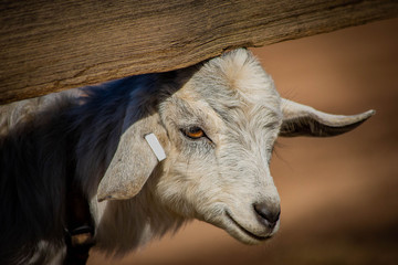 Adorable baby goat under a split rail fence.