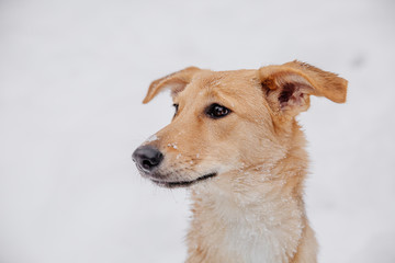 Playful light brown dog sitting on the snow in a forest