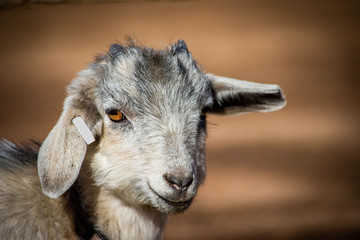 Adorable baby goat with floppy ears.