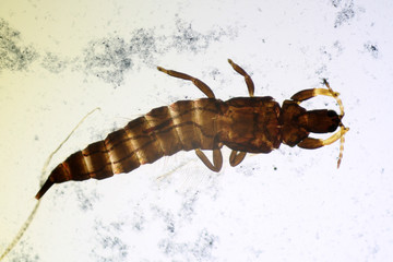 Haplothrips sp. under the microscope