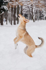 Fototapeta na wymiar Light brown dog jumping on the snow in a forest. Playful animal