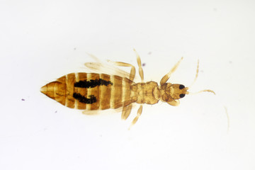Melanthrips ficalbii (syn. Melanothrips ficalbii) under the microscope