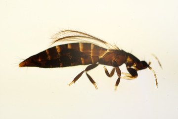 Odontothrips sp. under the microscope