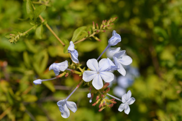 Blue plumbago