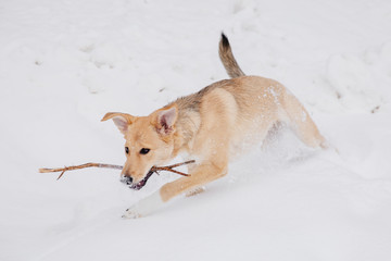 Light brown dog playing with a stick on the snow in a forest. Running dog