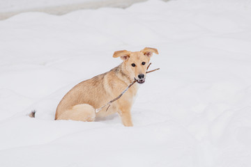 Light brown dog playing with a stick on the snow in a forest