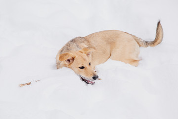 Light brown dog playing with a stick on the snow in a forest