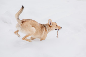 Light brown dog playing with a stick on the snow in a forest. Running dog