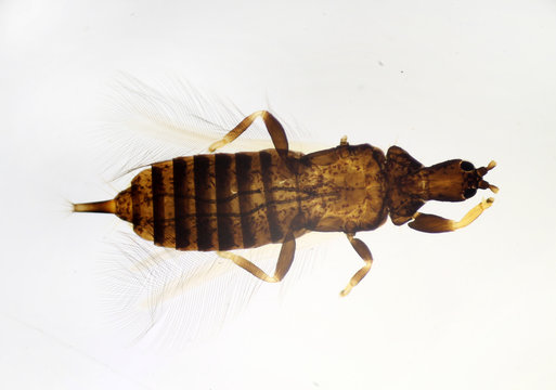 Hoplothrips ulmi under the microscope