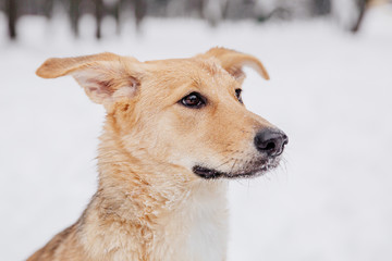 Playful light brown dog sitting on the snow in a forest