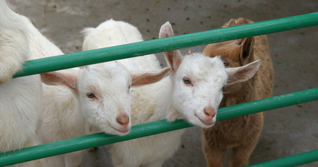 Cute little sheep farm