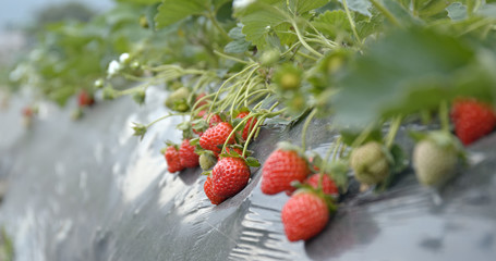 Fresh Strawberry farm