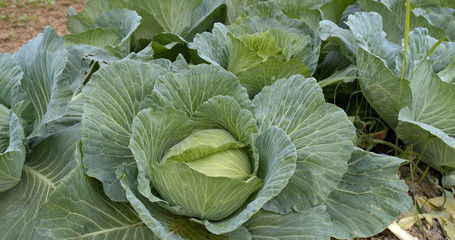 Fresh Cabbage in farm