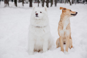 Two funny dogs sitting on the snow in the forest