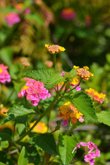 Shrub verbena flower