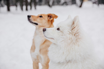 Two funny dogs sitting on the snow in the forest