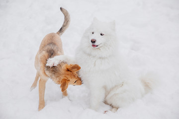 Two funny dogs playing on the snow in a forest. Playful dogs