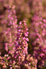 Pink bell heather