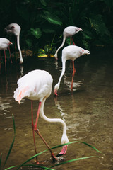 Flamingos on the water wiht forest.