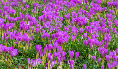 Naklejka premium A large group of beautiful purple and white crocus flowers with yellow stamens on a flower bed in a garden in autumn