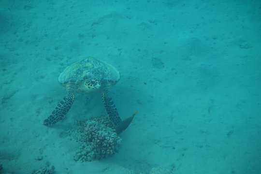 Schildkr&ouml;te an Muschel IIa
