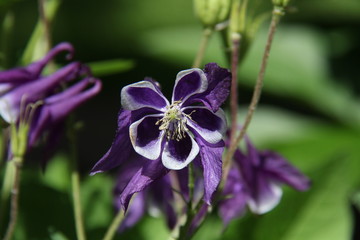 Fototapeta premium Purple and white flower