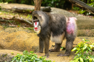 Adult male mandrill, Mandrillus sphinx, standing outdoors