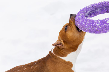 Brown pedigree dog playing with round toy in the snow in a forest. Staffordshire terrier