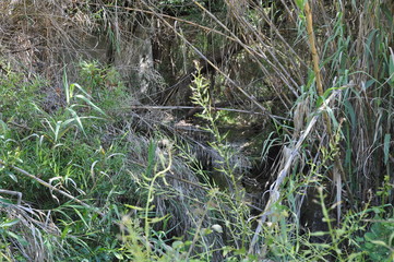 The beautiful river in the forest in Cyprus
