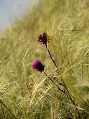 wet grass