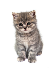 kitten on white background